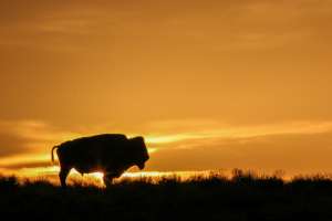 Bison sunset