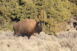 Hunting Bison By Horseback - Crossbow Magazine