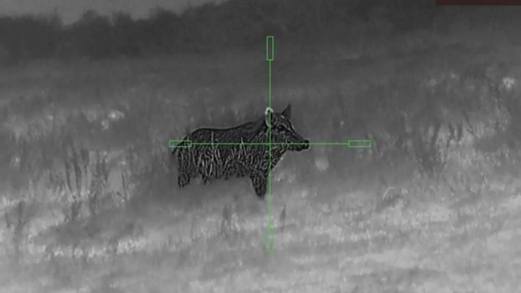 Crossbow Hunting Hogs at Night