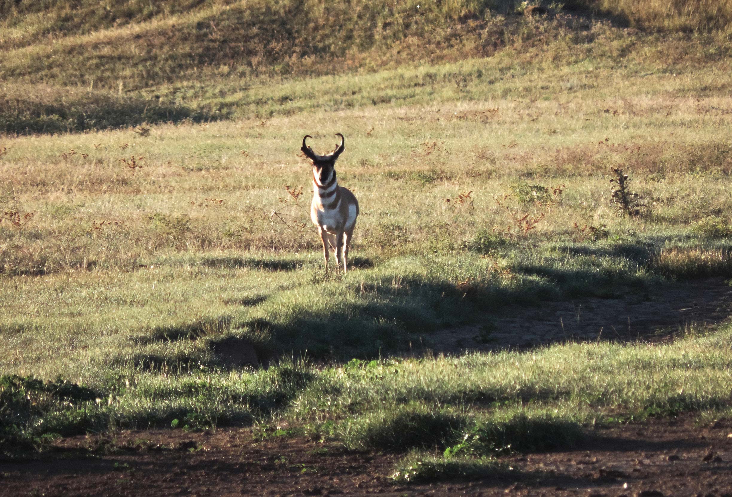 deer