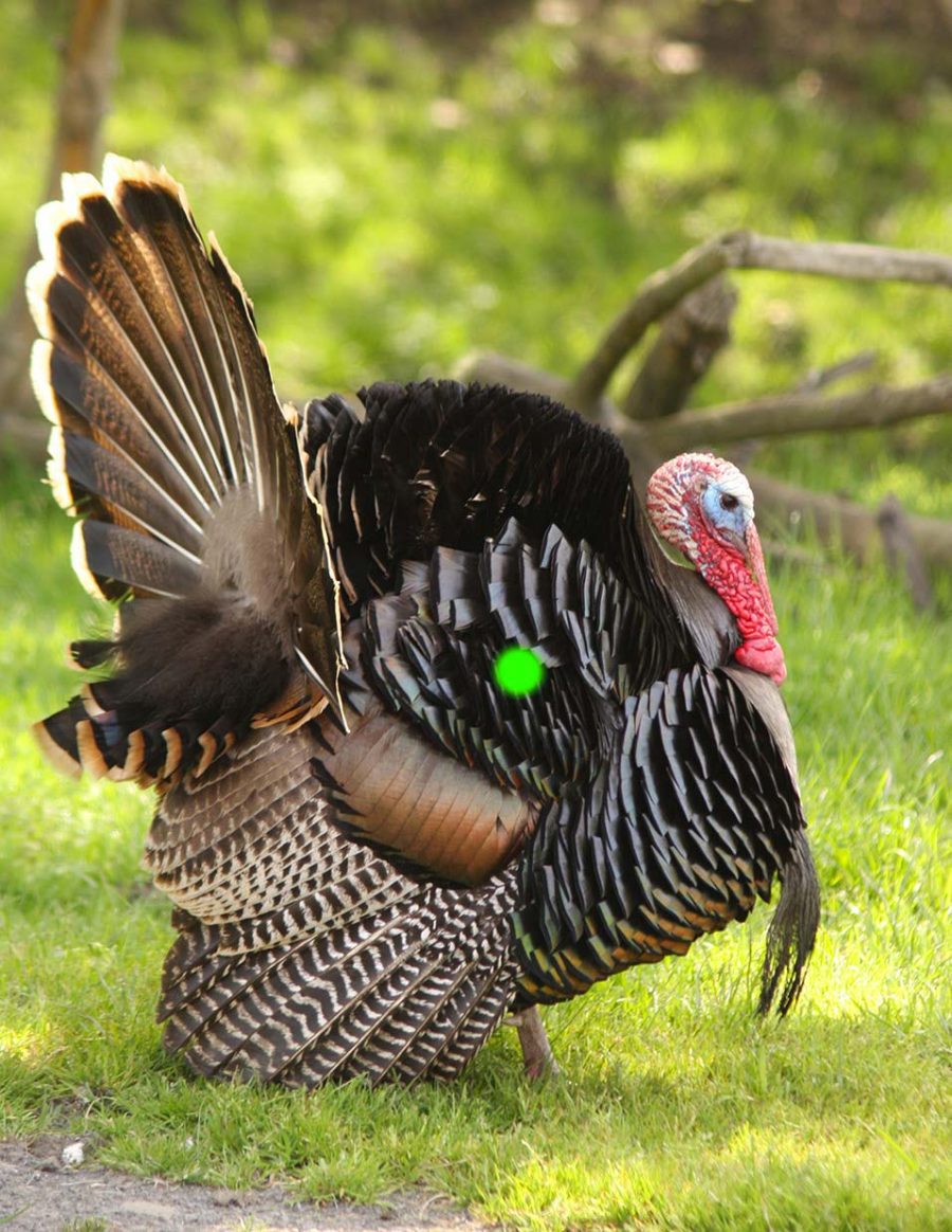 Turkey Hunting With A Crossbow Crossbow Magazine