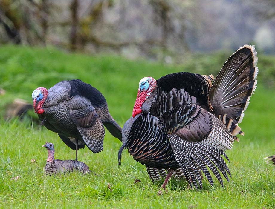 turkey crossbow broadheads