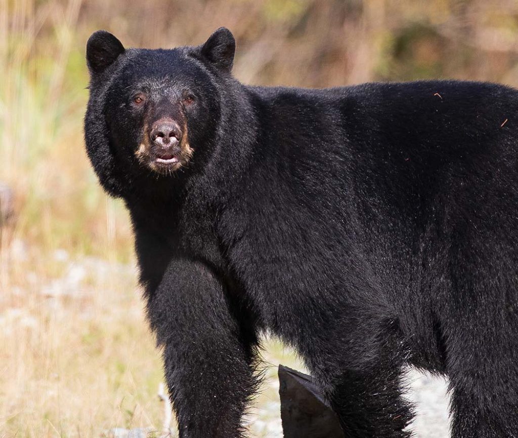 bear