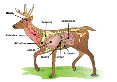 How Far is Too Far? Gauging Effective Hunting Ranges with a