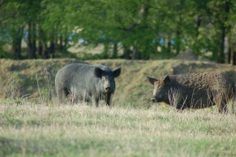 wild-hogs