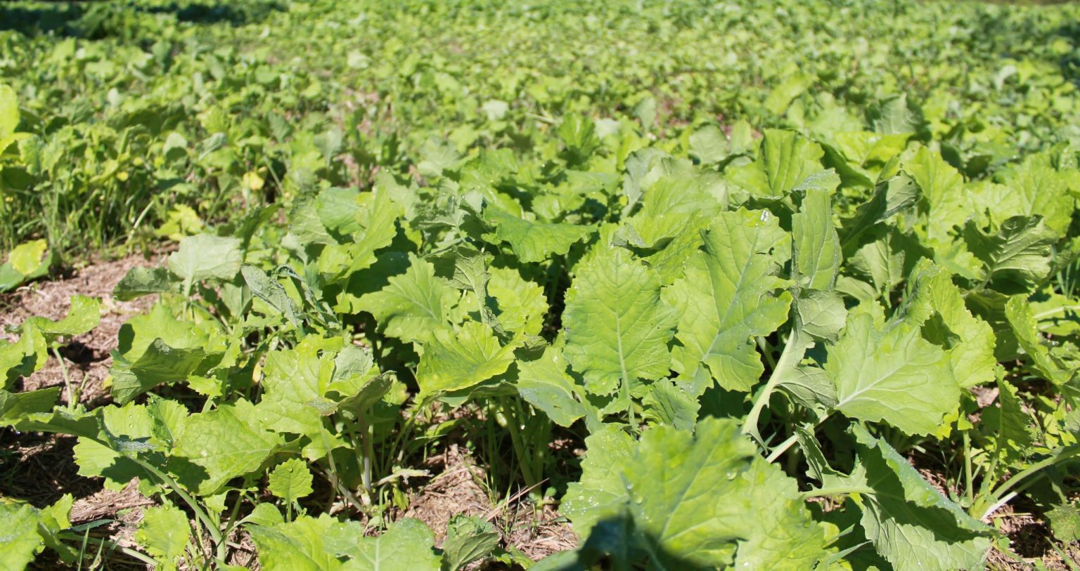 Brassicas in food plot