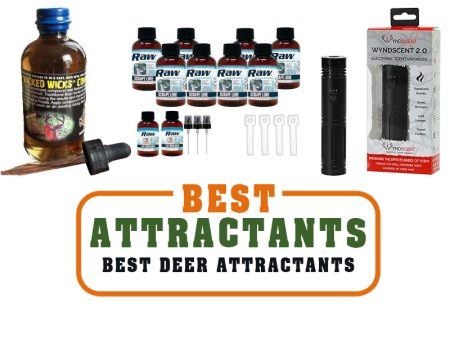 best attractants article image cover