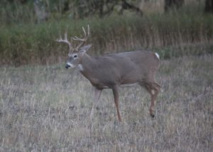 white tail deer