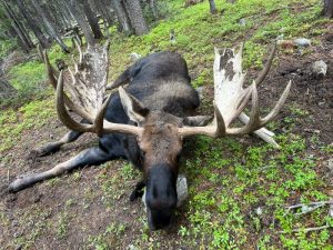 Massive Shiras Moose