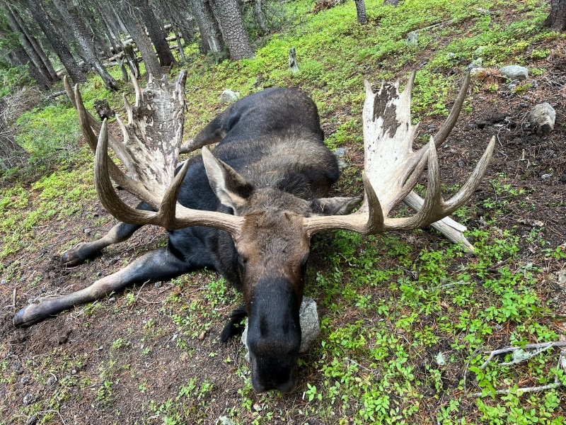 500 Point Moose Vince Rafferty’s World Record Moose with a Crossbow - Crossbow Magazine