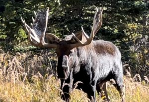 Vince Rafferty world record Shiras Moose