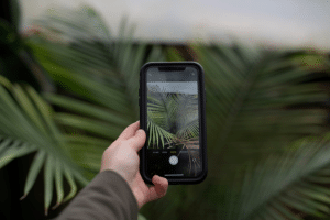 Person holding a smartphone to photograph tropical palm leaves.