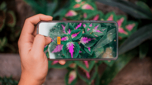 Person holding a smartphone and taking a photo of pink- and green-leaved plants in a garden.