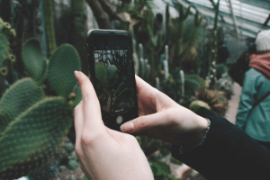 Person holding a black smartphone, taking a photo of green cactus plants in a greenhouse.